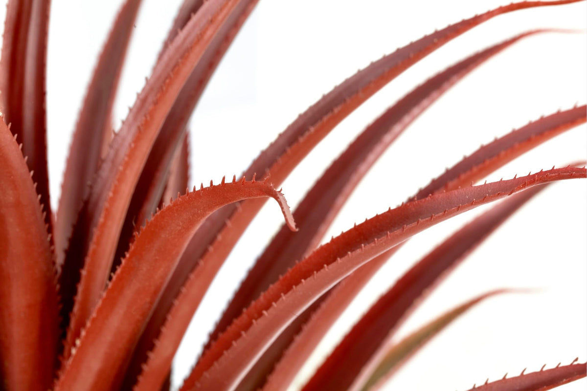 Hyper Realistic Big Red Artificial Aloe Vera Plant 26 Inches Tall. Large Faux Agave in Matte Black Pot