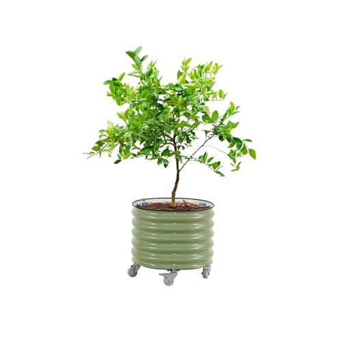 Rolling Citrus Tree Planter Gen 3