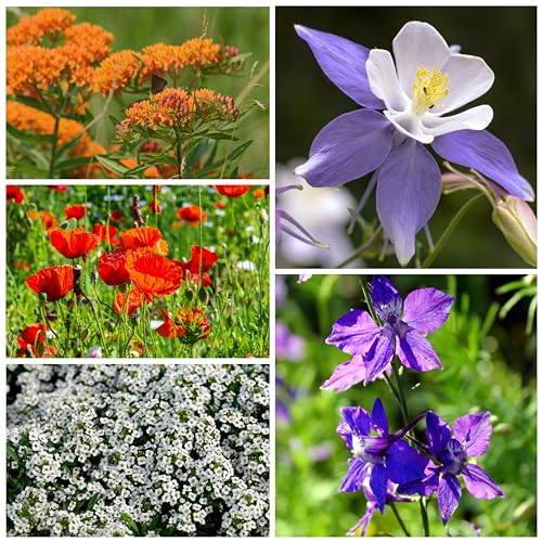 Flower Seeds Hummingbird and Butterfly Mix 1 Ounce Bulk Pack