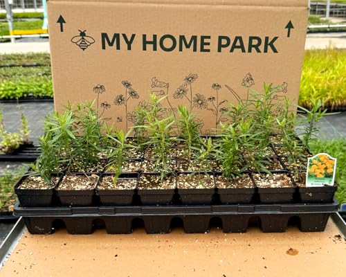32 Live Butterfly Milkweed Plants (32 Count)