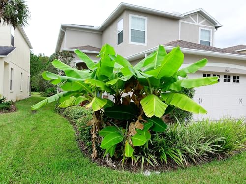 Live Perennial Plants (5 Pots)