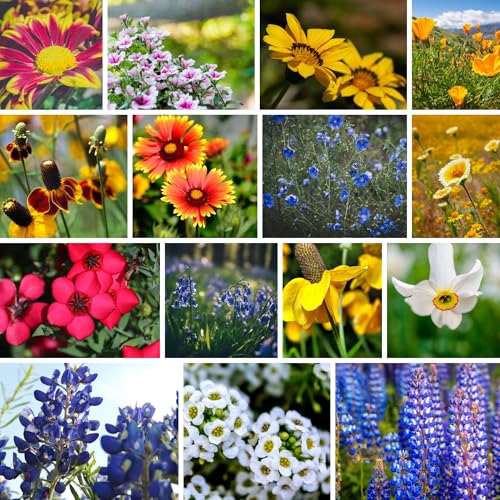Mountain Valley Seed Co Wildflower Seed 1 Lb 640 (16 Ounce)
