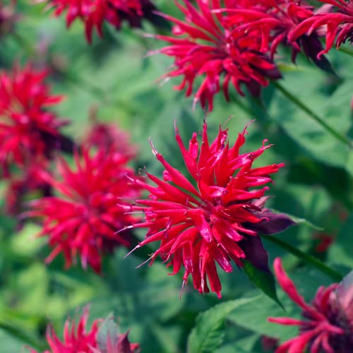 Grow Your Own Vibrant Wildflower Garden Mixture (100 Count)