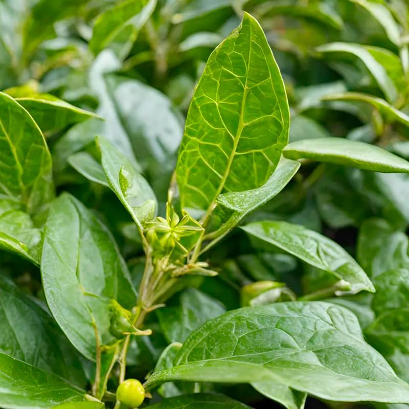 Yerba Mate Tea Plant (4 Count)
