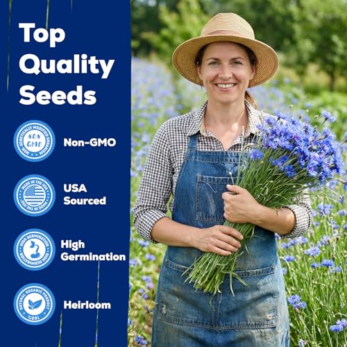 6000+ Cornflower Seeds Perennial for Planting