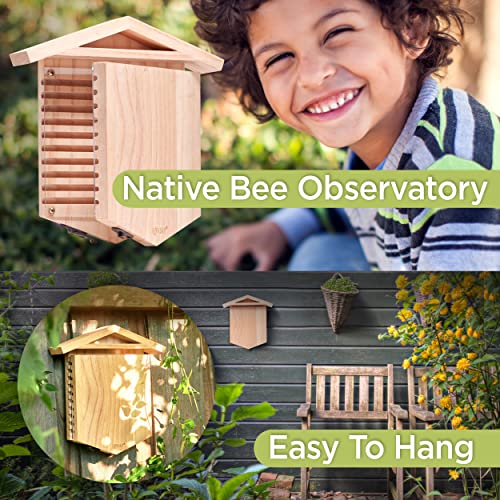 Native Bee Observatory